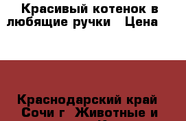 Красивый котенок в любящие ручки › Цена ­ 500 - Краснодарский край, Сочи г. Животные и растения » Кошки   